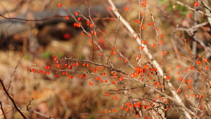 The red wild fruits hanging on the tree in winter
