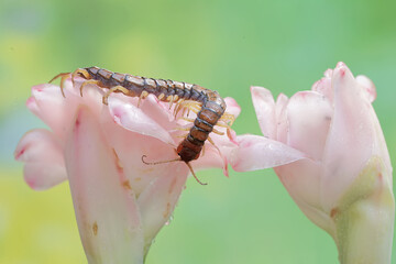 A centipede is hunting for small insects in the flowers of wild plants. This multi-legged animal has the scientific name Scolopendra morsitans.