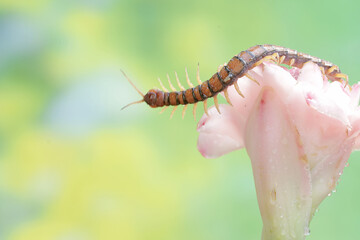 A centipede is hunting for small insects in the flowers of wild plants. This multi-legged animal has the scientific name Scolopendra morsitans.