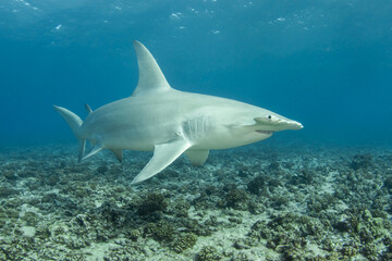 Hammerhead shark, French Polynesia