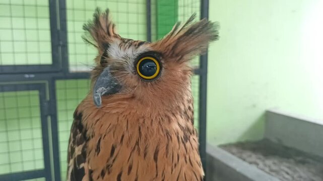 Malay fish owl with big eyes and brown feathers