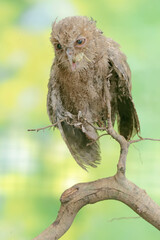 A young Javan scops owl hunts for small insects on dry tree branches. This nocturnal bird has the scientific name Otus lempiji.