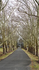 The forest view with the narrow country road across them in winter