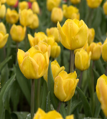 Fototapeta premium Tulips are flowers blooming in spring