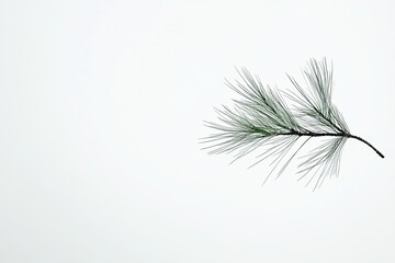 Fototapeta premium Single pine needle alone white background high-definition one by one