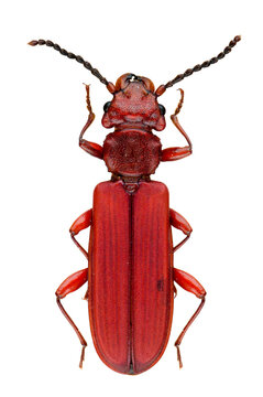 Col&eacute;opt&egrave;re Grand cucujide rouge (Cucujus clavipes) du Canada