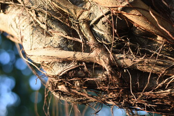 close-up view of a tree branch or vine with numerous intertwined and tangled roots or tendrils. The focus is on the intricate network of thin, brown, woody strands that wrap around the main branch.