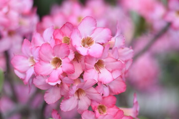 close-up of a cluster of pink flowers. The flowers have a gradient of pink shades, with darker pink edges and lighter pink centers.