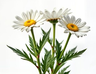 Fototapeta premium Close-up view of three beautiful white daisies with bright yellow centers. Healthy foliage surrounds flowers. Image captures single bouquet in detailed shot against plain white background. Perfect