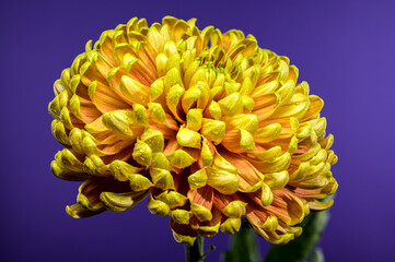 Yellow golden autumn Chrysanthemum purple background