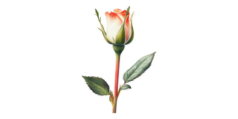 Obraz premium Red and white rose bud with green leaves isolated on transparent background