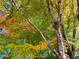 色とりどりのモミジ