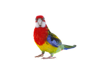  parrot Rosella parrot isolated on white background