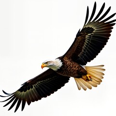 Obraz premium Majestic bald eagle soars in flight against white background. Powerful wings outstretched in dynamic motion. Wildlife photo highlights freedom, independence. Bird of prey with sharp gaze shows