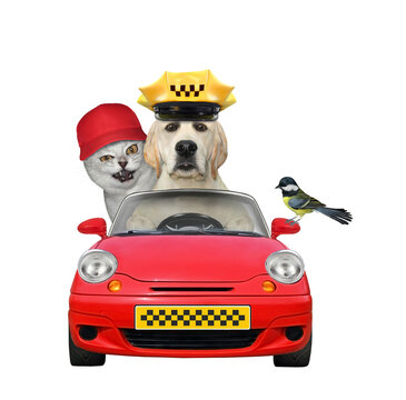 Dog labrador is taxi driver