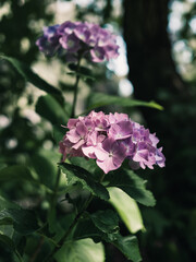 Hydrangea flower