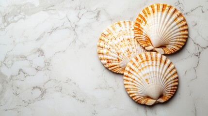 A collection of colorful scallop shells arranged on a marble surface, showcasing their intricate patterns and vibrant hues.