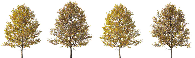 Fototapeta premium Autumn large trees sycamore platanus maple trees isolated png on a transparent background premium foreground tree