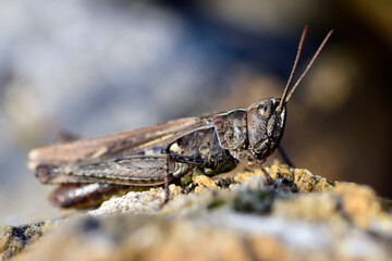 Bow-winged grasshopper // Nachtigall-Grashüpfer (Chorthippus biguttulus) 