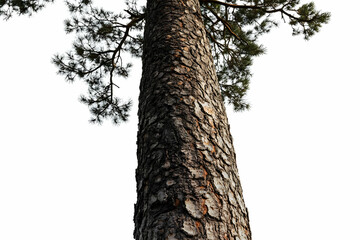 Fototapeta premium A close-up view of a tall tree trunk with textured bark and branches above.