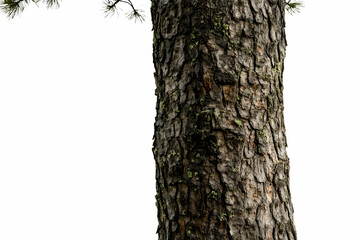 Obraz premium A close-up view of a tree trunk showcasing its textured bark and natural features.