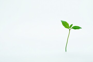 Tiny fern frond alone white background high-definition one by one