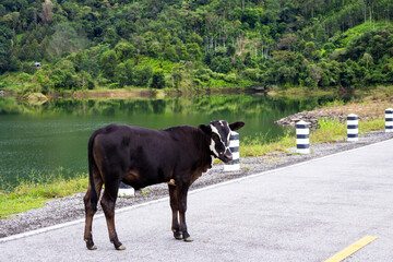 Brown cow standing on road near river and forest in Thailand