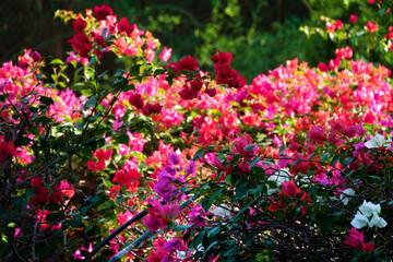Obraz premium Bougainvillea blossoms in Abu Dhabi's winter parks