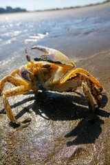Red Sea ghost crab (Ocypode saratan) in an attack pose on a photographer. Bright Claw as a threat releaser, aggressive behavior. Gulf of Oman, Arabian Sea