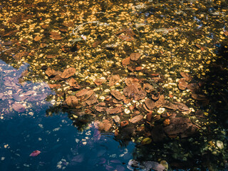 Leaves in a pond
