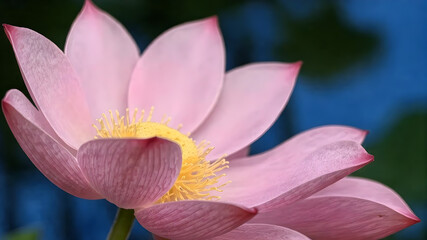pink lotus flower