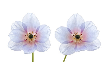 Fototapeta premium Flowers