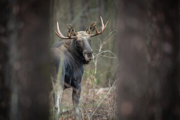 Mammals male bull Moose ( Alces alces ) North part of Poland, Europe dark foggy morning in autumn young pine forest	