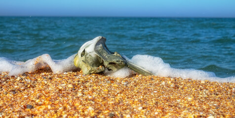 Waves washed up common porpoise (Phocoena phocoena) skull on a sandy beach. The death of dolphins in the Sea of Azov