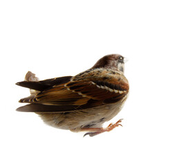 European birds. tree sparrow (Passer montanus). A picture of the wing