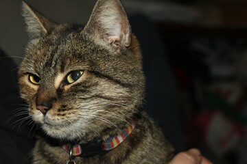 close up portrait of a cat