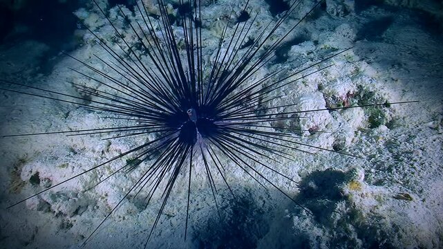 Long-spined sea urchin crawls along the sandy bottom, rotating its &ldquo;eye&rdquo;.