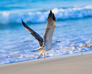 Fototapeta premium A graceful seagull soars high above a sandy beach, its wings outstretched against the backdrop of a clear blue sky. The bird glides effortlessly, its white feathers contrasting beautifully with the de