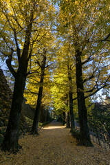 高知城のイチョウ並木　（高知県　高知市）