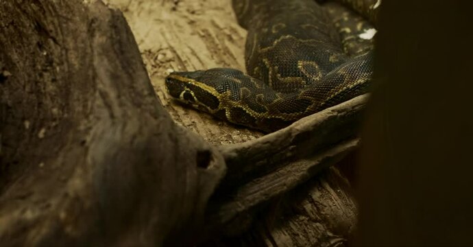 Python snake taking the daylight in a natural environment between logs and still life. Tilt Up Camera.