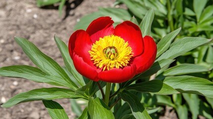Vibrant Red Peony Flower with Yellow Center Surrounded by Green Leaves