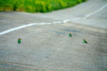 European bee eater (Merops apiaster) are sitting on an asphalt road because it is warm and collect insects