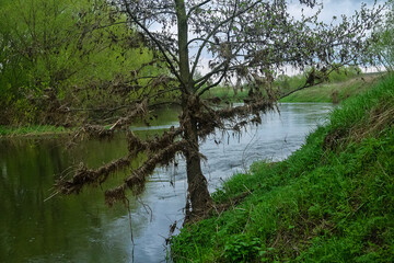 Upper course of Don River. Remains of floodplain forest of white willow and white alder. River after spring flood. Patches of dry grass hang on branches of tree and you can see level of water rise