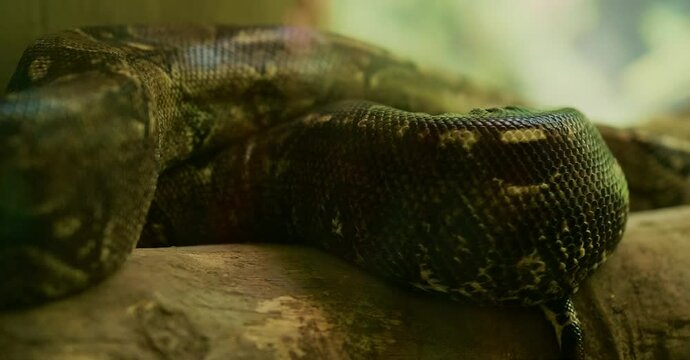 Flat texture details in python serpierte skin inside a terrarium in daylight with camera movement.
