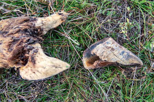 Turn toes. Limb of an even-toed ungulate, bleached bones of dead even-toed ungulate. Phalanges of fingers, coffin bone without horny sheath (focus), horn matter (spiral fibrillar proteins).