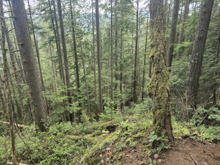 Coniferous trees in the mountain forest in British Columbia, Canada. Forest background. Canadian forest