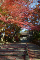 毘沙門堂　勅使門参道の紅葉　京都市山科区