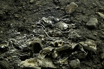 入江貝塚の地層