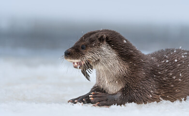 River otter with a fish in its mouth, in winter. Blue background.