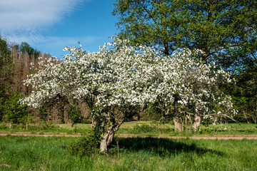 blühender Baum im Selketal auf einer Wiese